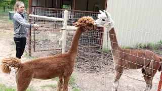 It's Time to Shear the Donkey Poodles!