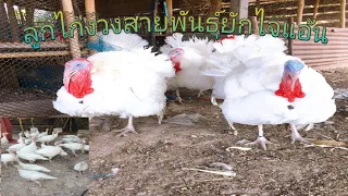 ไก่งวงสายพันธุ์ใหญ่ไจแอ้น