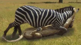 Mother Zebra press Lion and attacks very brutal to save her baby, Wild Animals Attack