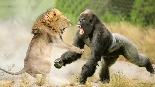 Animals That Messed With The Wrong Opponent