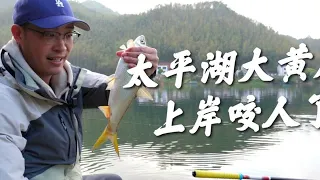 聽說太平湖3斤大的黃尾，要上岸咬人了，這誰忍的了