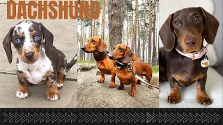 Awesome Dachshund Dog Video Sausage dog Full of  Love and Happiness Funniest Cutest weiner Dog Video