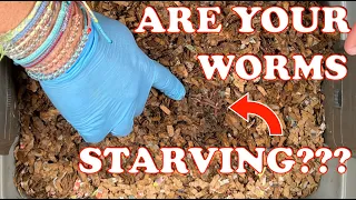 Should You Feed Your Worms More Food? | Vermicompost Worm Farm