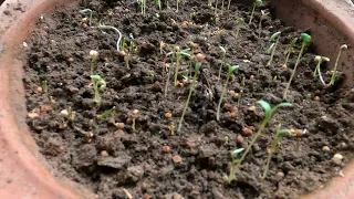 Germination of Coriander Seeds |  Time Lapse