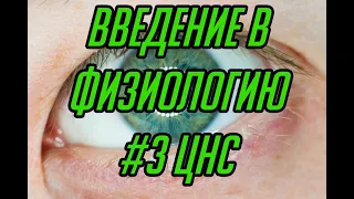 Основы физиологии #3. Строение и функции центральной нервной системы