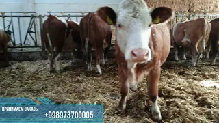 #Продажа #Симменталы из #Австрии. #Austrien #Simmental #Heifers. #Австрия #Симментал гуножинлари