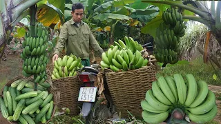 Expand the scale of banana gardening,harvest bananas,cucumbers late-season to sell at the market 159