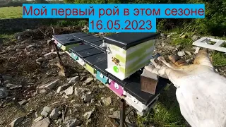 Мой первый рой в этом сезоне16.05.2023