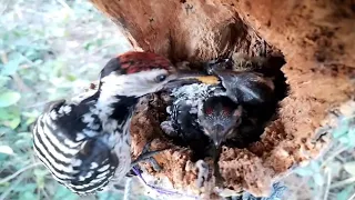 White-backed woodpecker birds mother bird feeds on crickets and grasshoppers in the nest