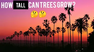 HOW TALL CAN TREES GROW? || explained by 1 minute science ||1 MINUTE SCIENCE