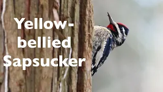 Yellow-bellied Sapsucker (An Actual Bird Name Not a Shakespearean Insult)