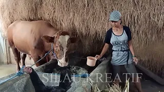 Memberi makan sapi jumbo dengan comboran limbah tahu dan ampas gamblong