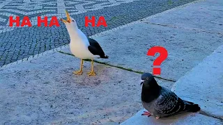 Seagull laughing sounds