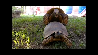 480. Yellowfoot Tortoises Mating Vocalization