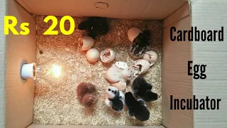 How To Make an Egg Incubator at Home || Cardboard Box Egg Incubator || Egg Hatched