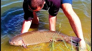 Ферментированная кукуруза разрывает водоём по Амуру. Часть II