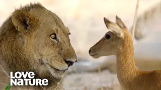 Scary Moment: Thirsty Puku Walks into Lion Territory | Love Nature