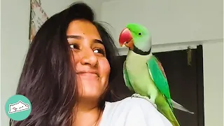 Wild Parrots Visit Lady's Balcony Every Morning. She's Living a Dream | Cuddle Buddies