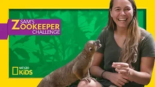 What is a Kinkajou? | Sam's Zookeeper Challenge