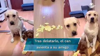 Perrito acusa a su amigo y su video se vuelve viral