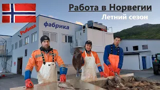 Работа в Норвегии на Рыбной фабрике / Летний сезон Голубой палтус