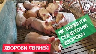 Хвороби свиней. Як виявити симптоми хвороби поросят.