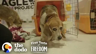 Beagle Who Spent Years In A Lab Cage Finally Gets A Family | The Dodo First Taste Of Freedom