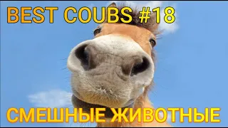 Best Animals Coub #18-СМЕШНЫЕ ЖИВОТНЫЕ 2022-ТОПовая подборка-Funny Animals Videos Compilation 2022