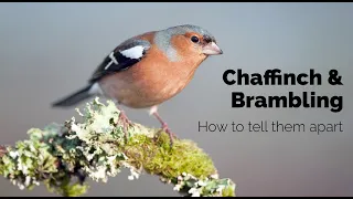 BTO Garden BirdWatch - Telling apart Chaffinch and Brambling