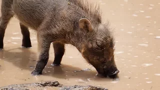 Riesen-Schlammbad: Baby-Warzenschwein in seinem Element