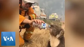 Australia Firefighter Gives Thirsty Koala Sip of Water as Fires Rage