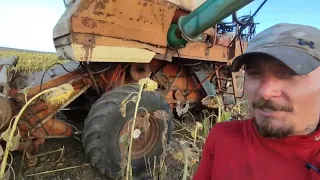 Соняшник зелений 🌻а косити треба 🚜