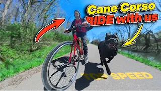 Cane Corso Off Leash Training Session - Come RIDE With Us