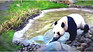 National geographic   Life of Panda   BBC wildlife animal documentary 2016 Full HD