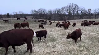 Cow/calf mob on late December winter stockpile on Jan's farm.