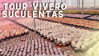 TOUR VIVERO con MILLONES DE SUCULENTAS / VISITANDO VIVERO