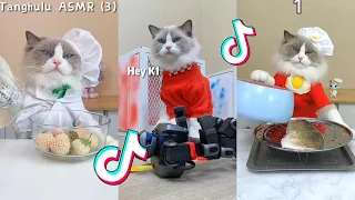 That Little Puff | Cats Make Food 😻 | TikTok Compilation 2023 #3