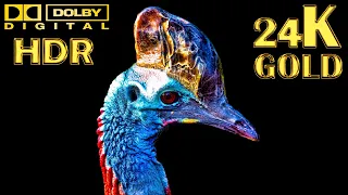 Wildlife Animals 8K HDR 12K HDR & 16K 60FPS 120 FPS (ULTRA HD) Real Dolby Vision (24K GOLD)