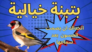 بتبتة خيالية لتهييج وتحفيز الحسون على التغريد والغناء 🎶🎶 اتحداك ان يسكت بعد ان يسمعها