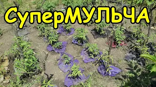 ЛІНИВА МУЛЬЧА - чим можна мульчувати. Як замульчувати огірки, помідори, полуницю і т.д.