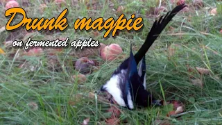 Drunk magpie on fermented apples
