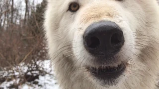 Smooched by a wolf