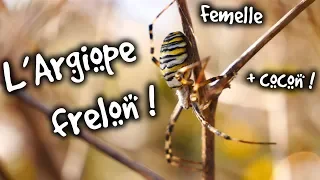 ARGIOPE FRELON ! - AMDE : FOCUS