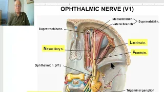 Anatomy of head and neck module in Arabic 24  (Ophthalmic nerve) by Dr. Wahdan.