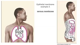 Epithelial Membranes