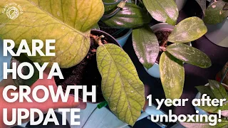 Hoya growth - 1 year update of my rare Hoya unboxing | Plant with Roos