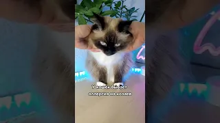 Смешные коты. Забавные факты про котов и кошек 😃