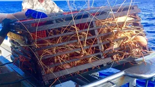 Amazing Lobster Trapping videos - How Fishermen Trap Catch Many Lobsters Living in The Deep Sea!!