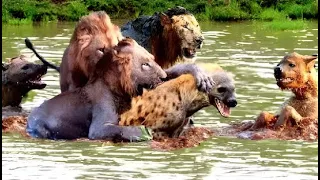 EXCLUSIVE! MOST POWERFUL ATTACKS OF LEOPARDS & LIONS ON HYENAS ELEPHANTS & PITON