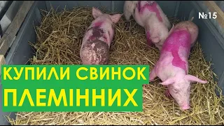 Купили свинок, свинки БОМБА. Сім'я в селі.